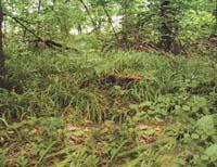 Бритавский заказник